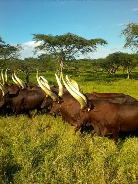 Six Arrested for Livestock Theft in Gulu