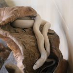 One of the white snakes enshrined at Sampo Jinja shrine is seen in Okawa, Fukuoka Prefecture, on Sept. 6, 2024. (Mainichi/Hideho Furihata)