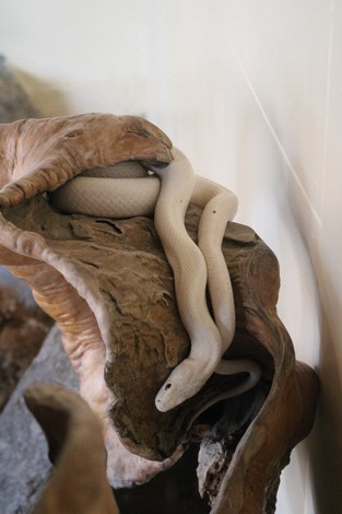 One of the white snakes enshrined at Sampo Jinja shrine is seen in Okawa, Fukuoka Prefecture, on Sept. 6, 2024. (Mainichi/Hideho Furihata)