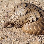 South Sudanese Student, Boda Boda Rider Held Over Pangolin at Elegu Border