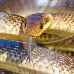 Two-Metre Housemates: Non-Venomous Snakes Take Up Residence in UK Walls
