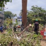 Kampala Egrets Stranded After Trees Cut Down by KCCA