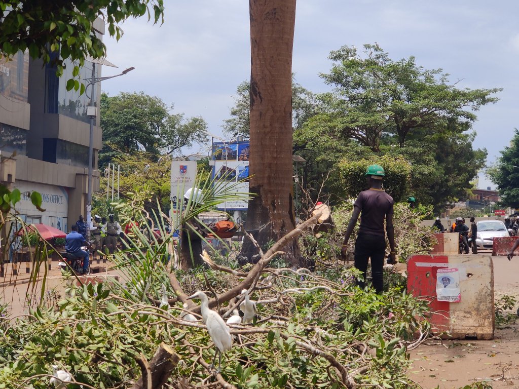 Kampala Egrets Stranded After Trees Cut Down by KCCA
