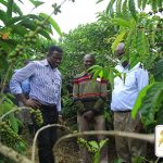 (Kampala) - Buganda Kingdom Urges Support for Coffee Production Amid Push to Scrap UCDA
