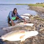 Uganda Leads Africa in Fish Production