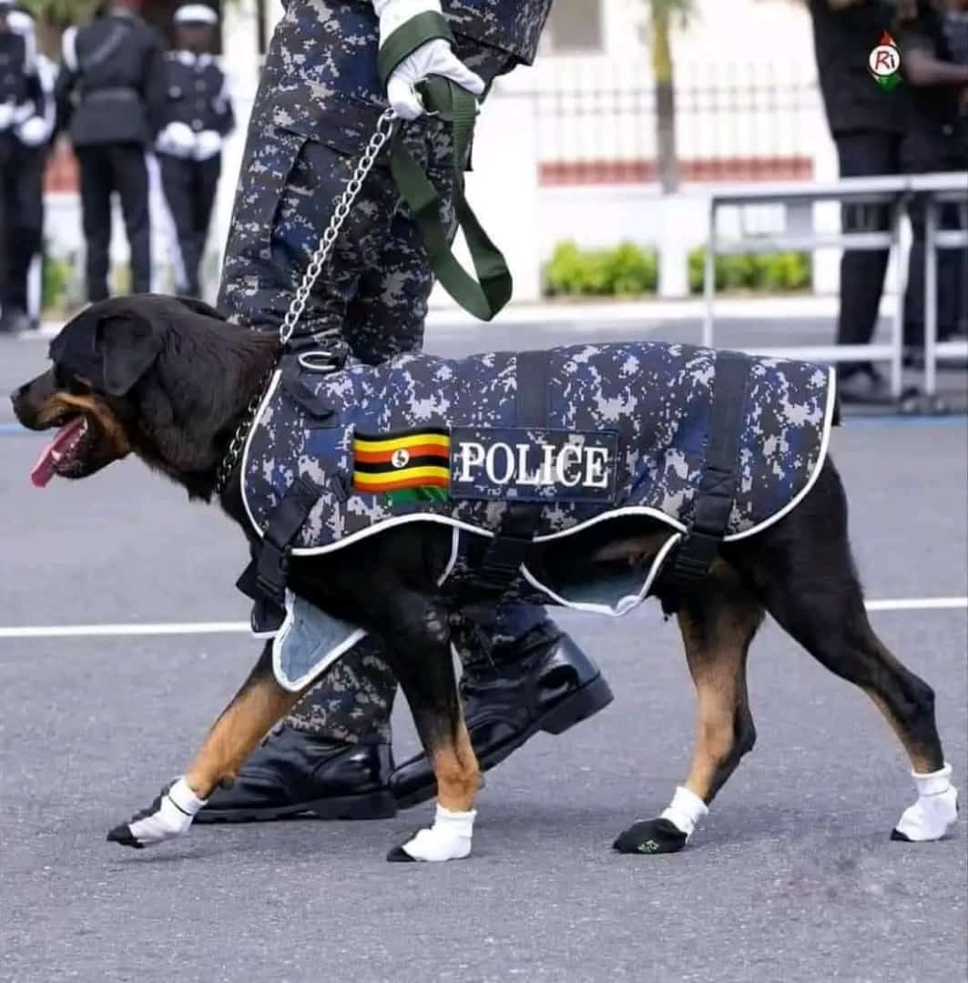 (Wakiso) – Police in Wakiso District, guided by a sniffer dog, arrested two men suspected of burglary.