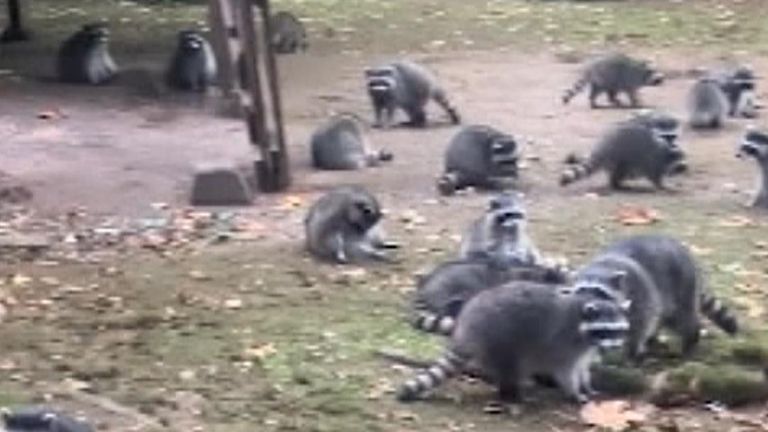 (Poulsbo) - A woman in Washington State was forced to abandon her home after a crowd of raccoons swarmed her property, reportedly driven by the expectation of food.