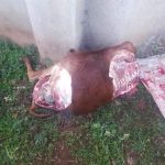 Angry Mob Kills Cattle Thieves, Leaves Stolen Cow as Evidence in Kasese