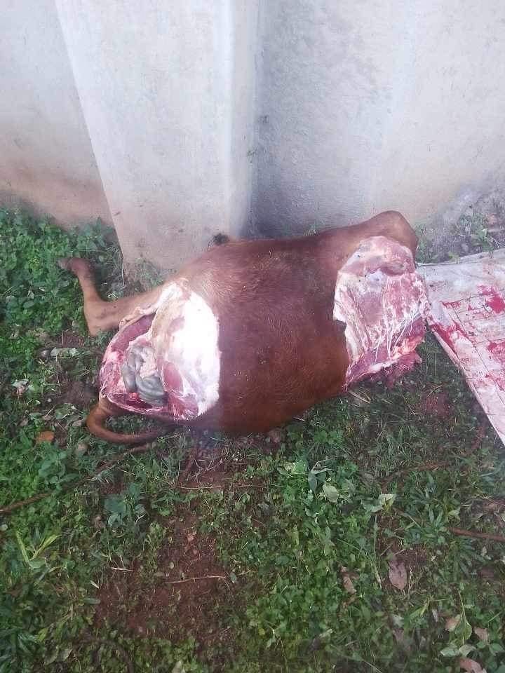 Angry Mob Kills Cattle Thieves, Leaves Stolen Cow as Evidence in Kasese