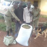 Two suspects were arrested in Kamuli District after a police dog successfully tracked them down and led authorities to recover 100 kilograms of stolen coffee.