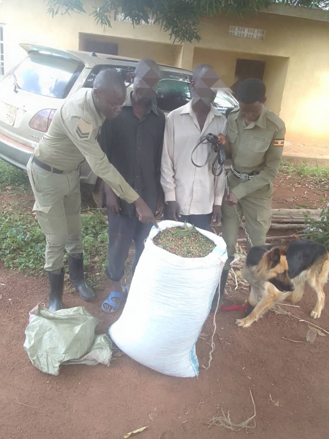 Two suspects were arrested in Kamuli District after a police dog successfully tracked them down and led authorities to recover 100 kilograms of stolen coffee.