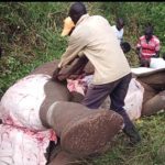 Zimbabwe considers culling elephants to address severe food shortages caused by a prolonged drought and worsened by El Niño.