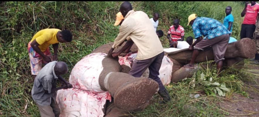 Zimbabwe considers culling elephants to address severe food shortages caused by a prolonged drought and worsened by El Niño.