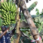 Insurance Provides Financial Security for Banana Farmers in Uganda