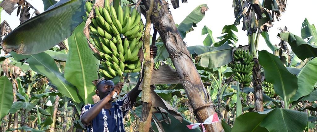 Insurance Provides Financial Security for Banana Farmers in Uganda