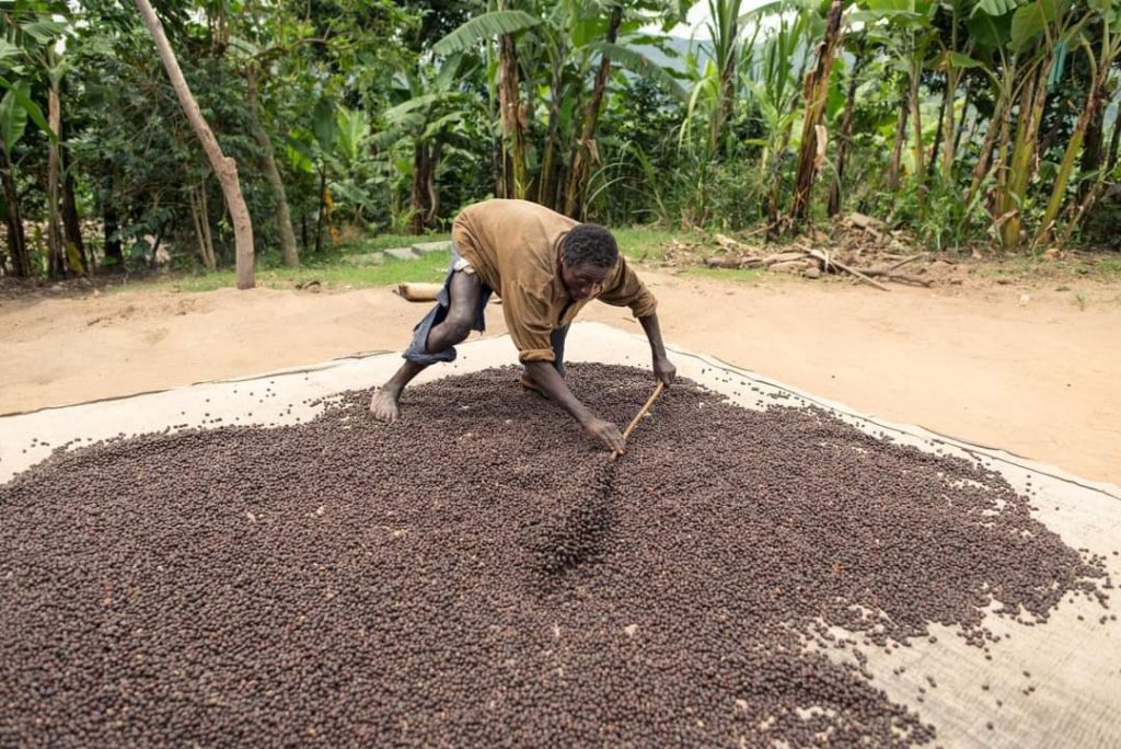 Opposition leader Bobi Wine has sharply criticized President Museveni’s policies on Uganda’s coffee sector, accusing him of mismanagement and failing to support local coffee farmers.