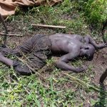 Nwoya Farmer Trampled by Elephant Near Murchison Park