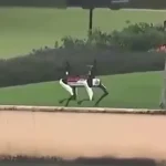Robotic Dogs Now Patrolling Mar-a-Lago After Trump’s Election Victory