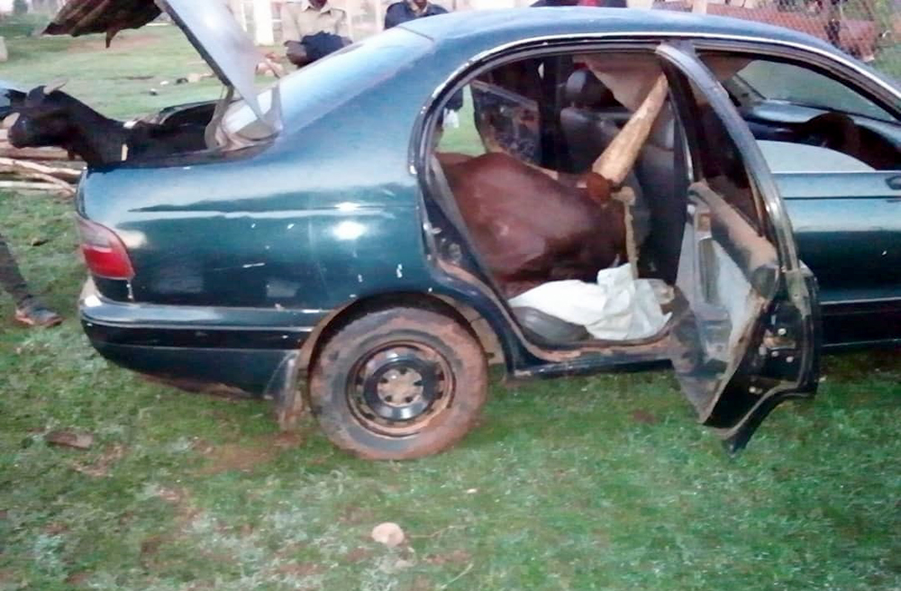 Shock as Police Officers Implicated in Organized Cattle Theft Ring