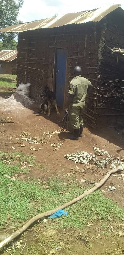 Sniffer Dog Tracks Rwampara Murder Suspect to Her Home