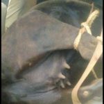Police have launched a manhunt after suspected cattle thieves abandoned a vehicle with a dead cow inside at a checkpoint in Masaka city before fleeing the scene.