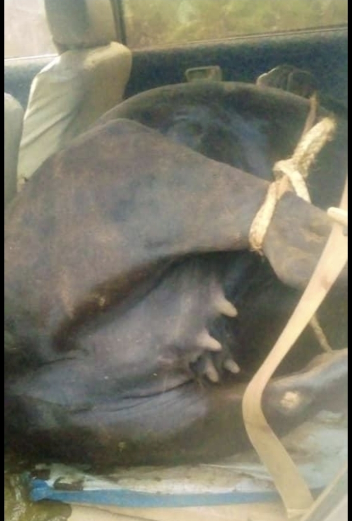 Police have launched a manhunt after suspected cattle thieves abandoned a vehicle with a dead cow inside at a checkpoint in Masaka city before fleeing the scene.