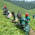 Uganda’s tea market shows promise at the Mombasa Tea Auction, with prices remaining steady just above $1 per kilogram, offering hope for tea farmers despite challenges within the sector.