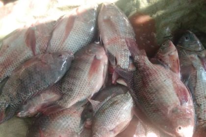 Soroti Fish Farmers Count Millions in Fish Sales